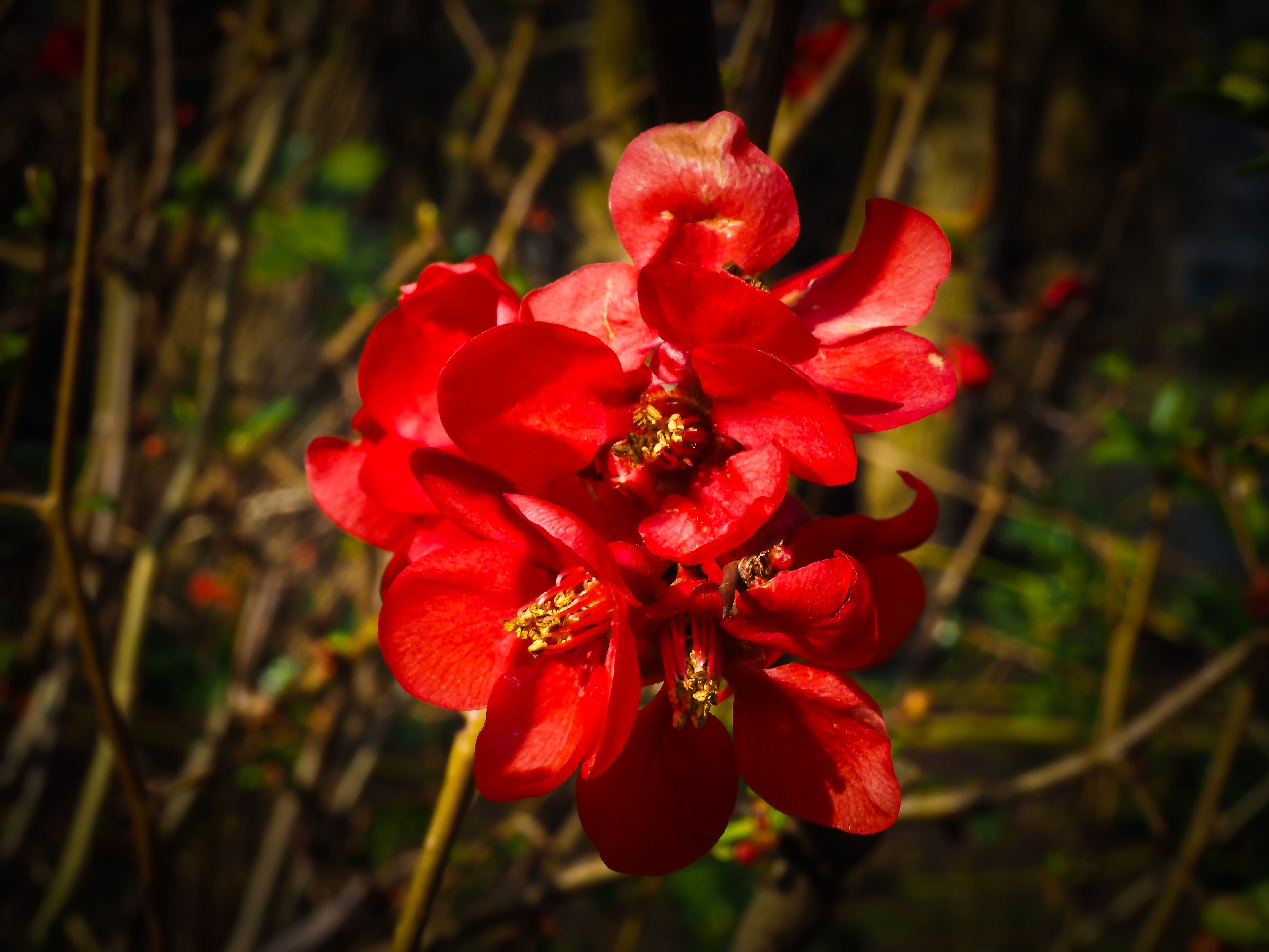 red cluster flower