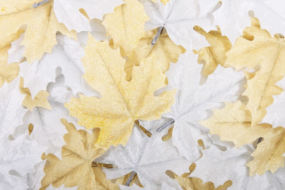 white and brown maple leaf preview