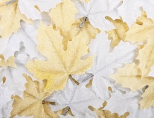 white and brown maple leaf thumbnail
