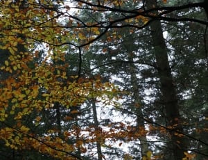 beige leaf trees thumbnail
