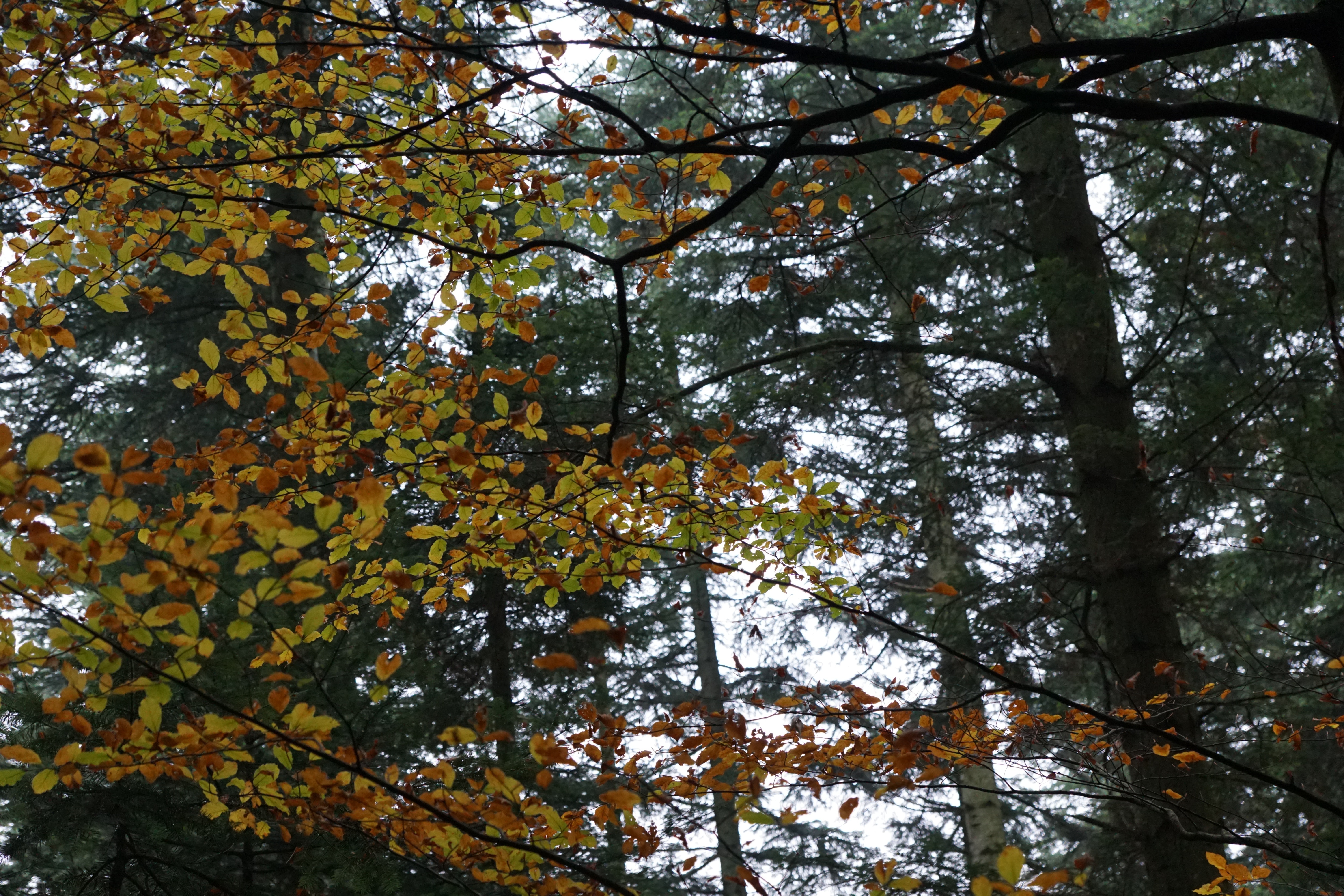 beige leaf trees