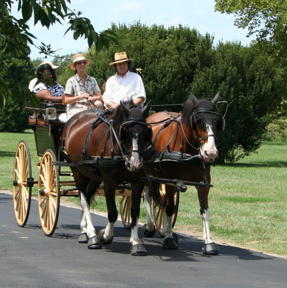 4 people riding on horse carriage photo preview