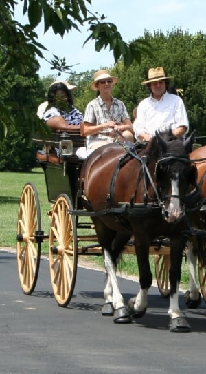 4 people riding on horse carriage photo thumbnail