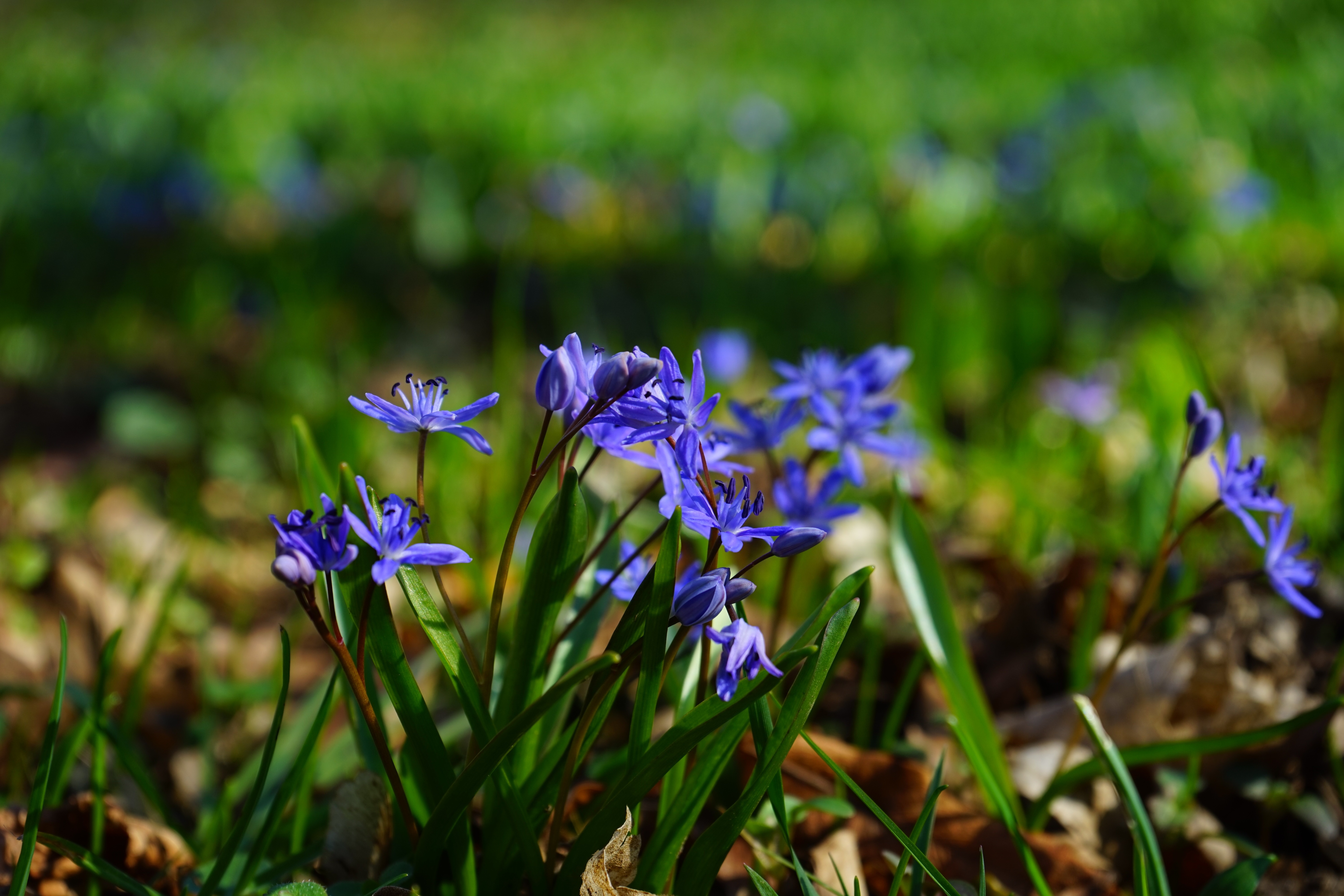 purple petal flower