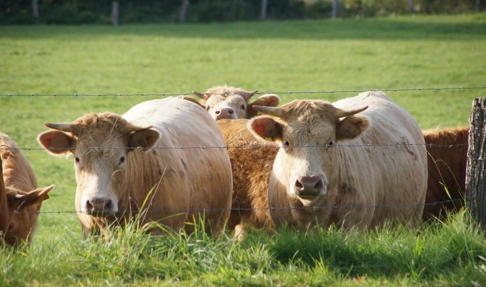 group of cattle preview