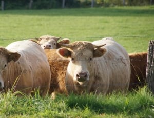 group of cattle thumbnail