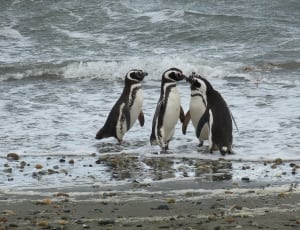 black and white penguins thumbnail