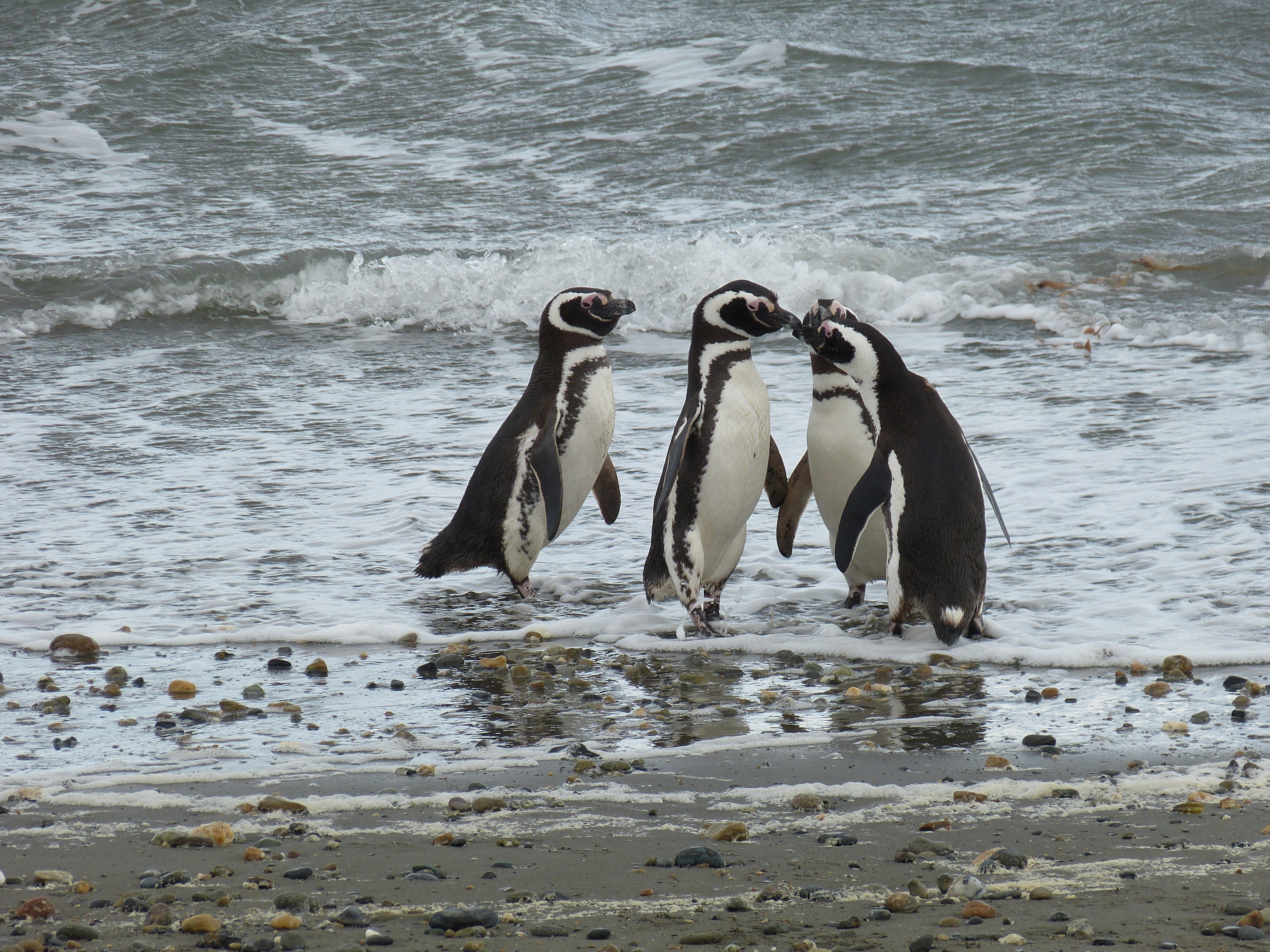 black and white penguins