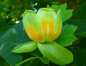 green and yellow flower thumbnail