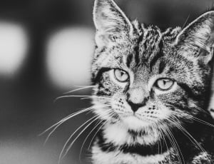 silver tabby cat grayscale photo thumbnail