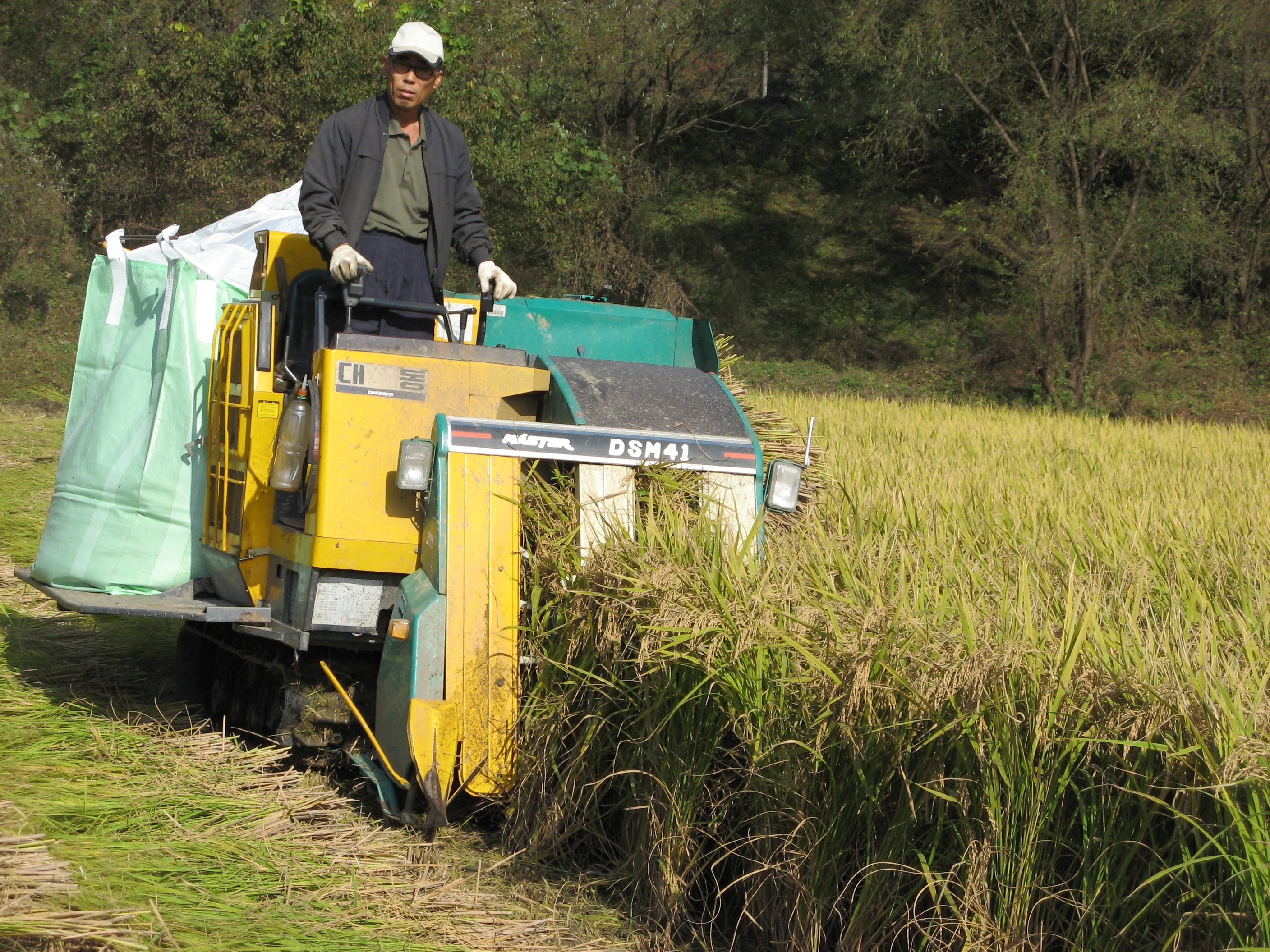yellow dsm41 rice harvester