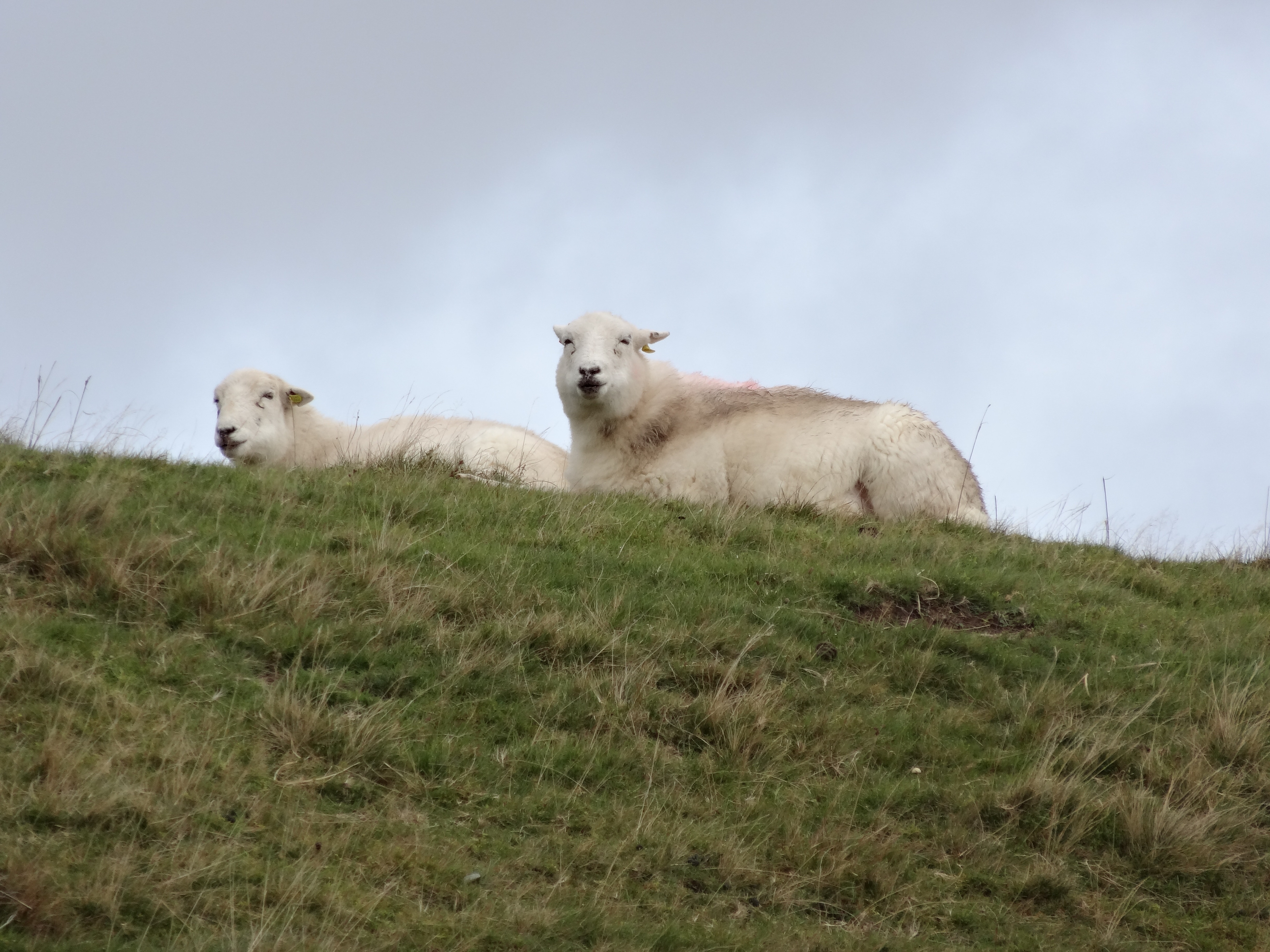 two white sheep