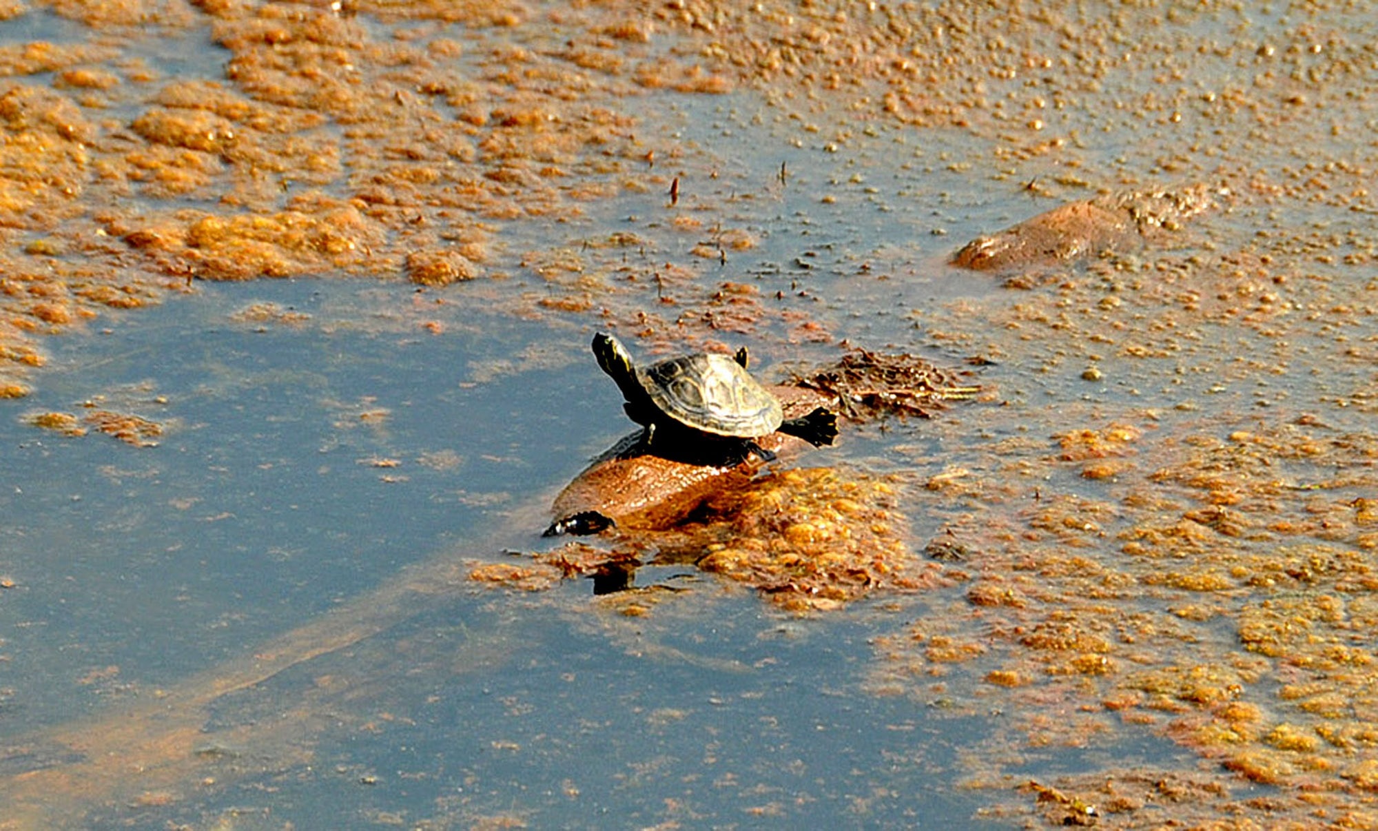 green turtle on floating log