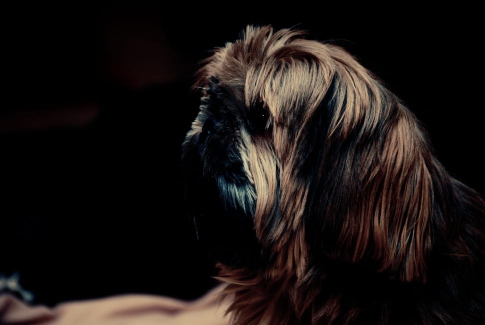 macro shot photography of brown and black shih tzu preview