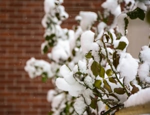 green leaf covered by snow thumbnail