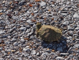 brown and green turtle thumbnail