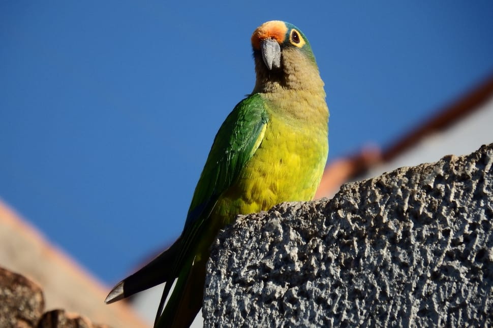 green and yellow parrot preview