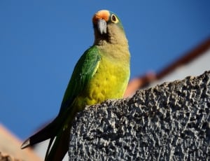 green and yellow parrot thumbnail