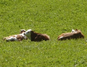 two brown-and-white cows thumbnail