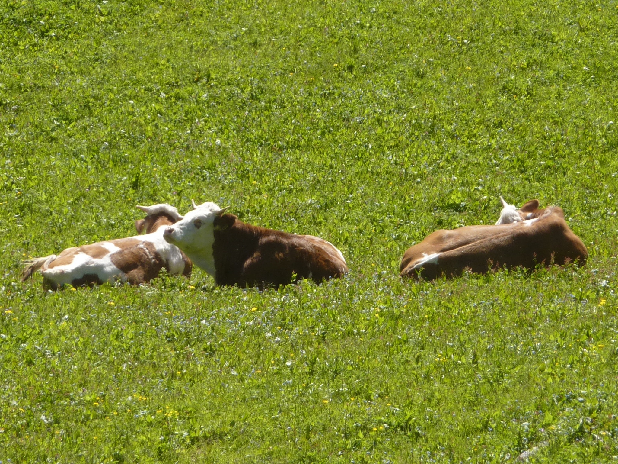 two brown-and-white cows