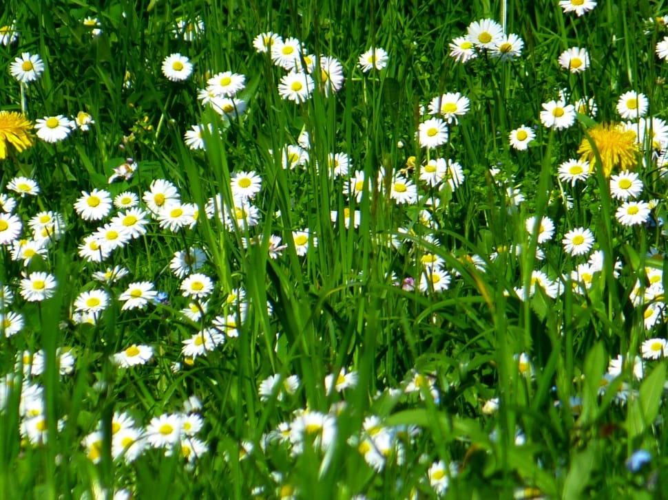 daisies flowers lot preview