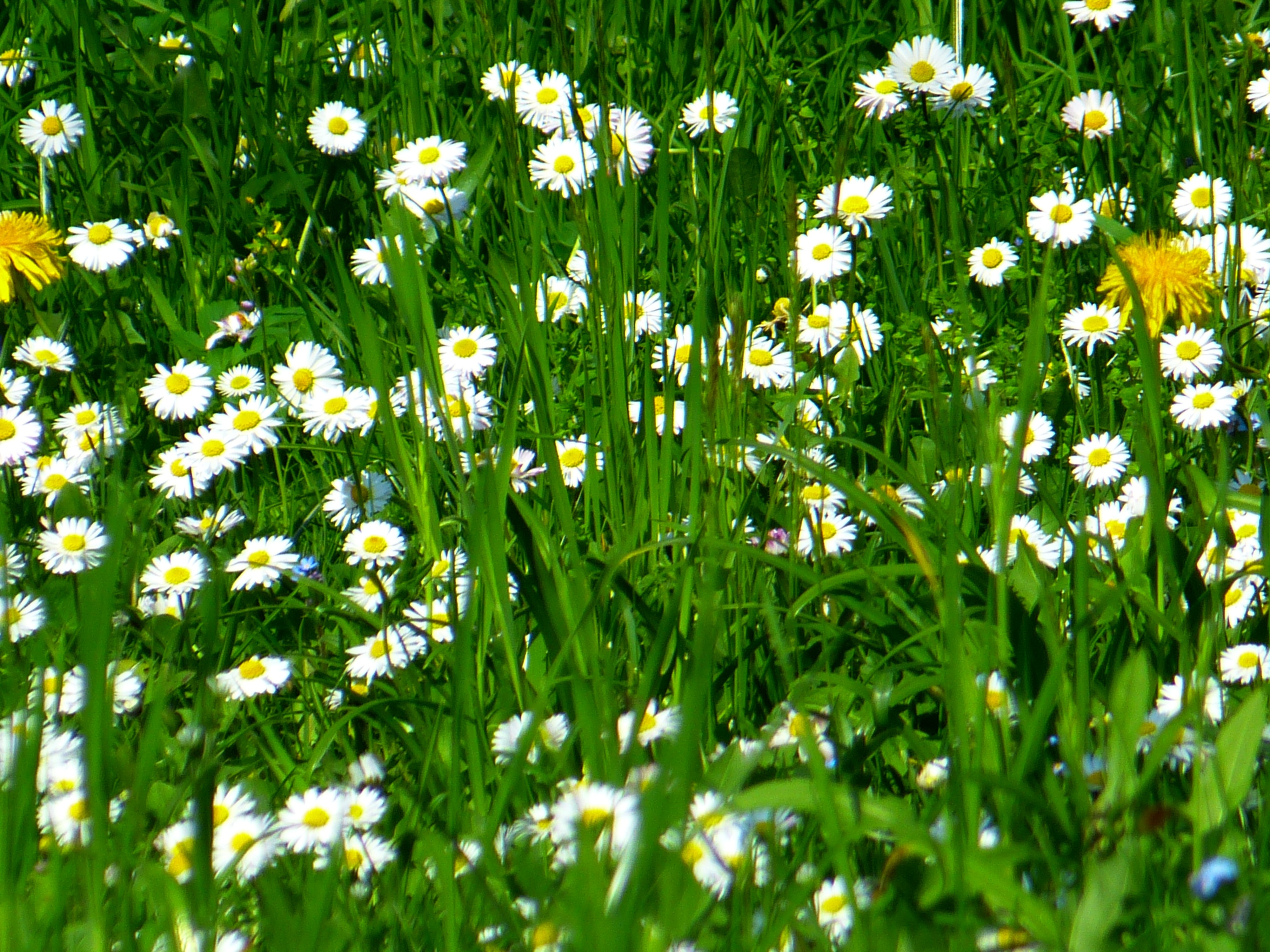 daisies flowers lot