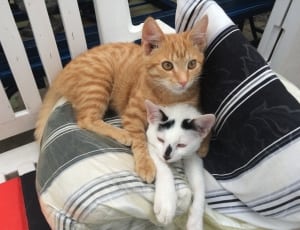 orange tabby kitten and white and black short fur kitten thumbnail