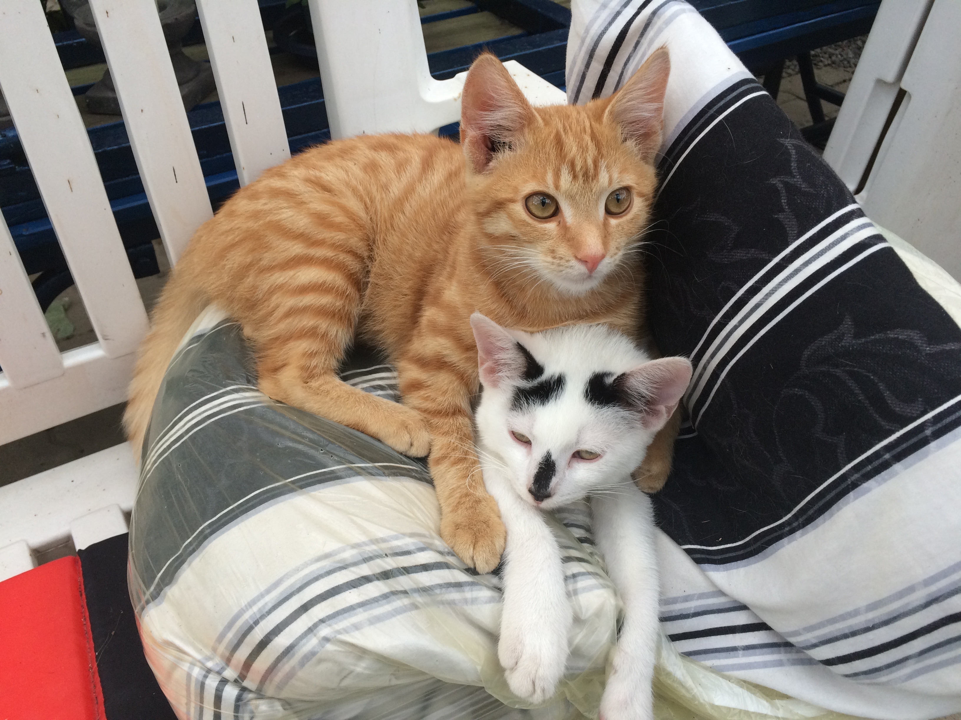 orange tabby kitten and white and black short fur kitten