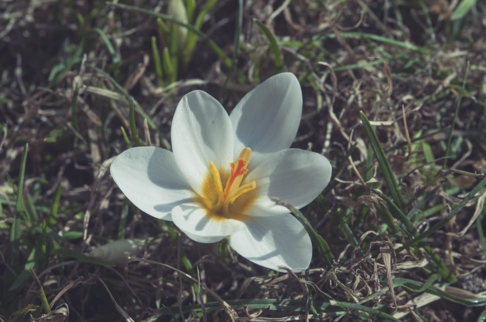 white petaled flower on ground at daytime preview