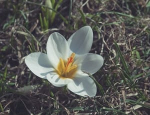 white petaled flower on ground at daytime thumbnail