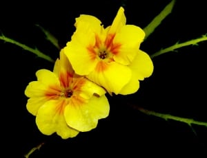 2 yellow petaled flowers thumbnail