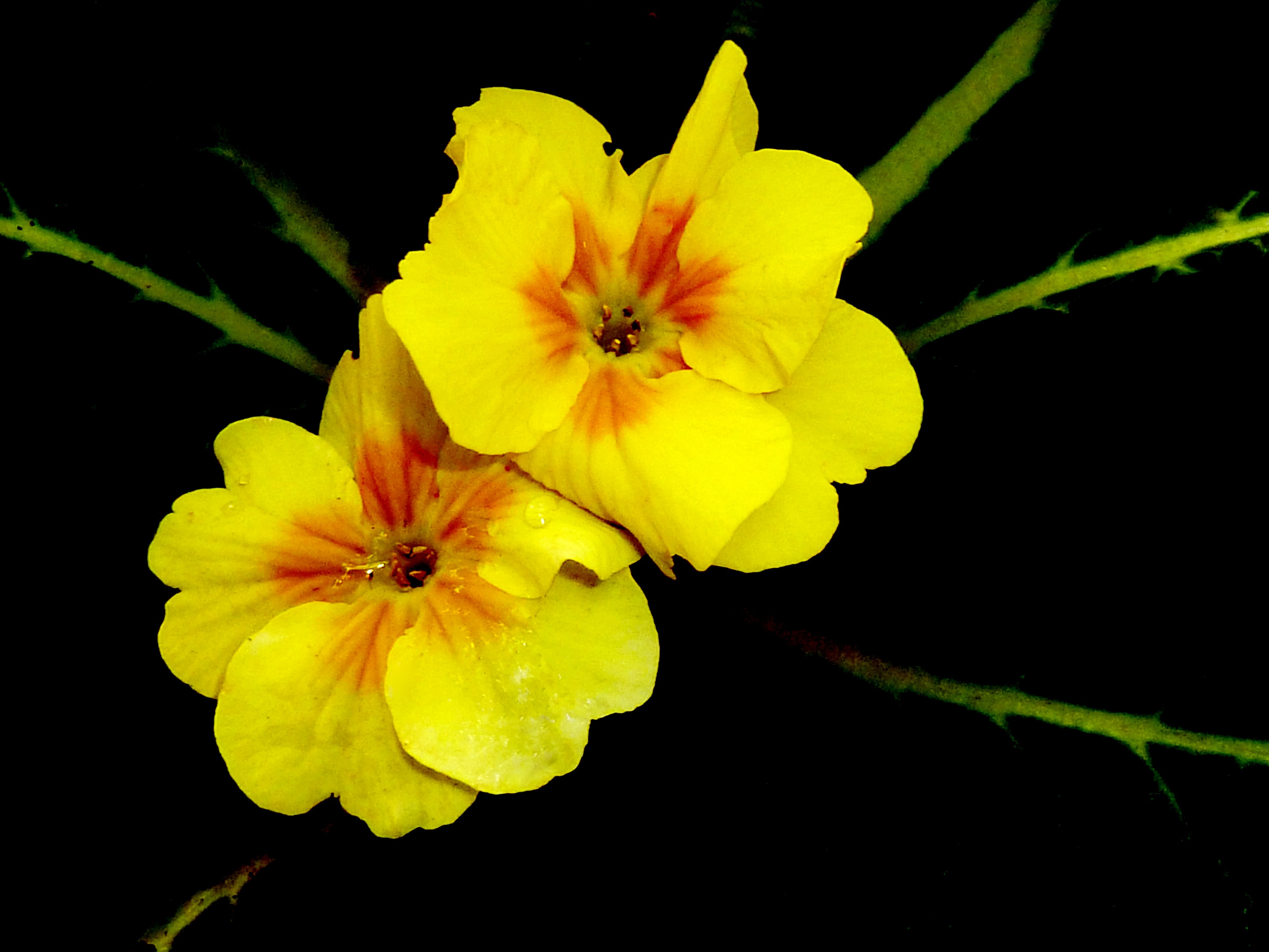 2 yellow petaled flowers