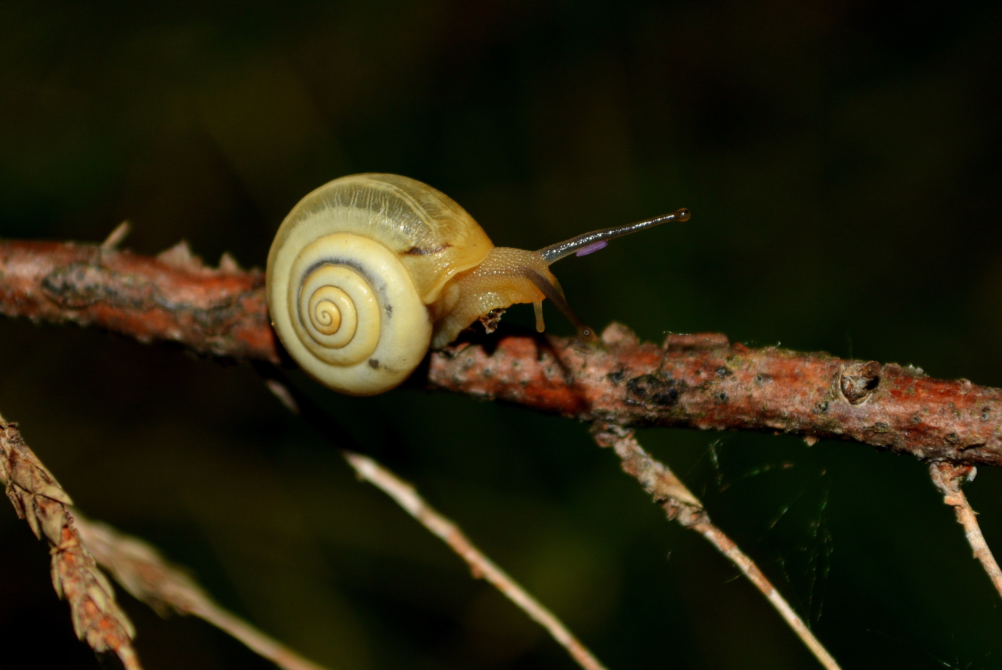 close up photo of snail on tree branch