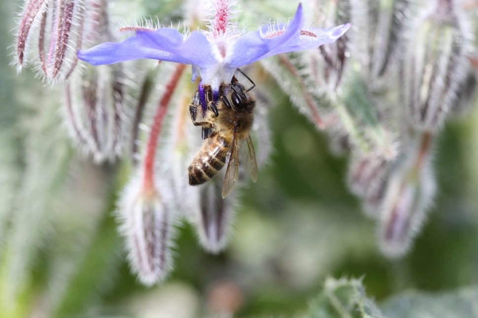 honeybee and purple petaled flower preview