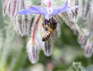 honeybee and purple petaled flower thumbnail