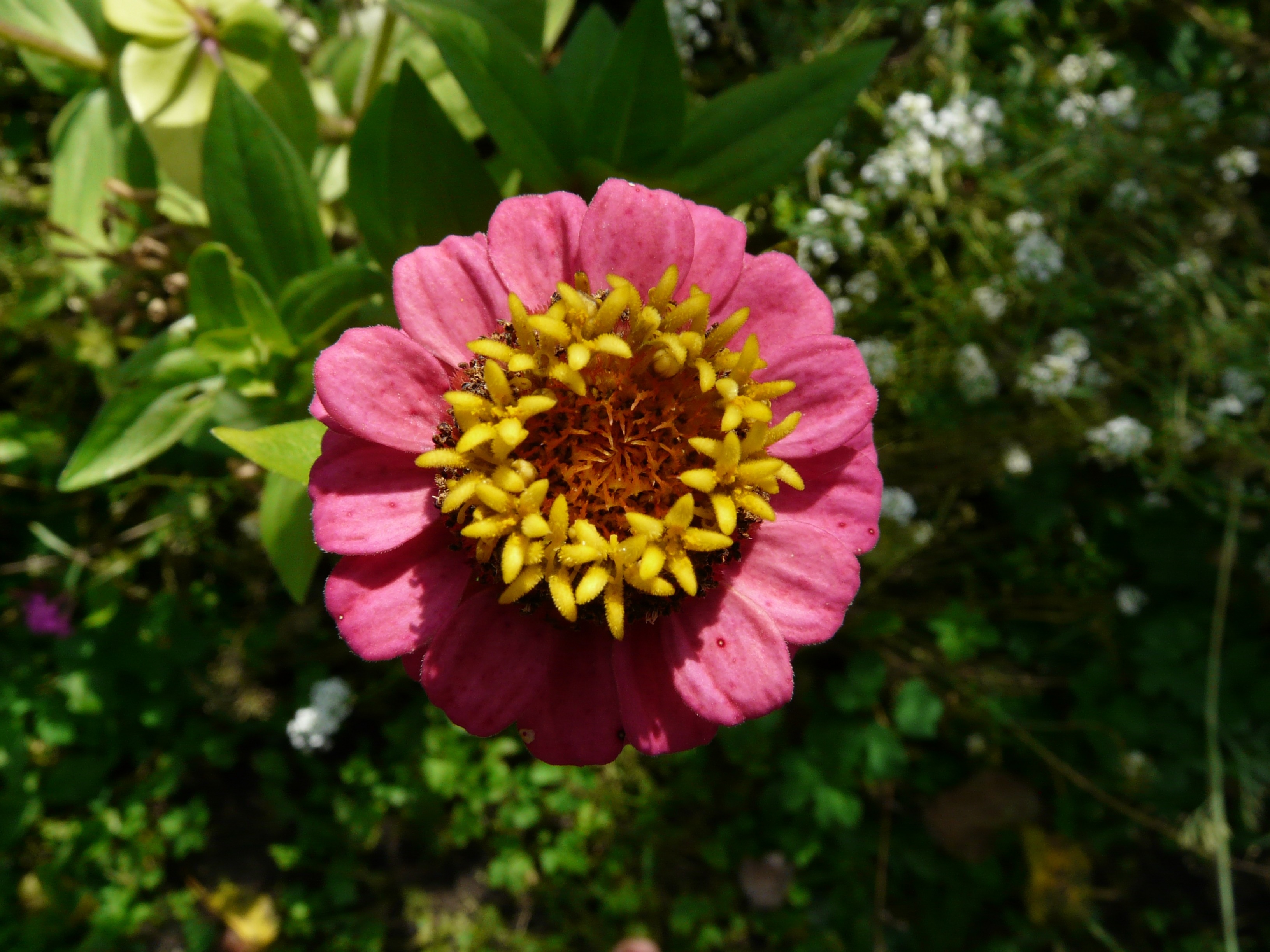 pink and yellow flower