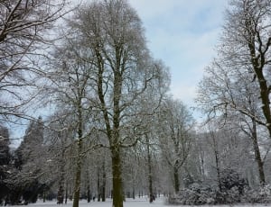 trees during winter season thumbnail
