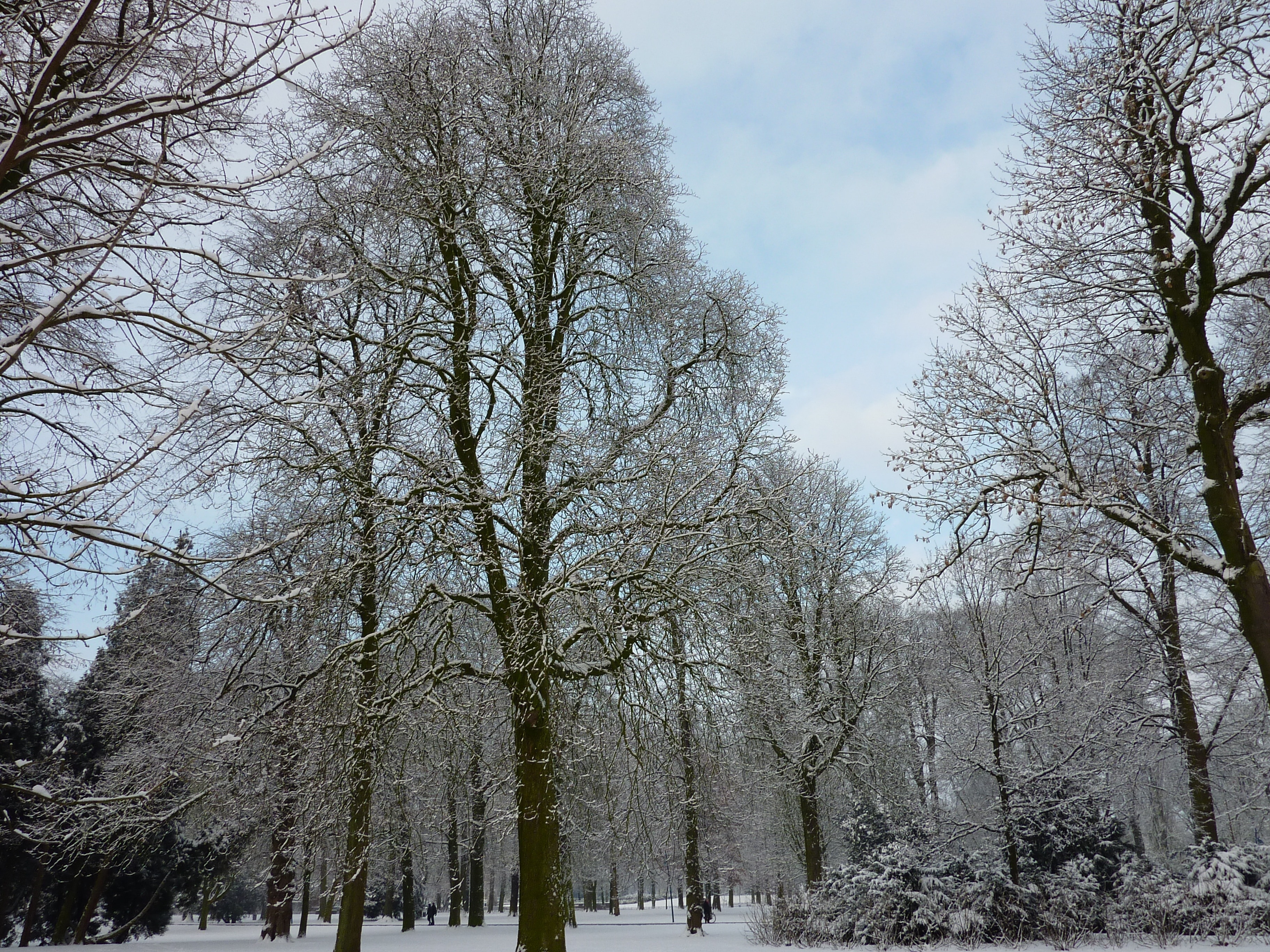 trees during winter season