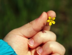 yellow 5 petal small flower thumbnail