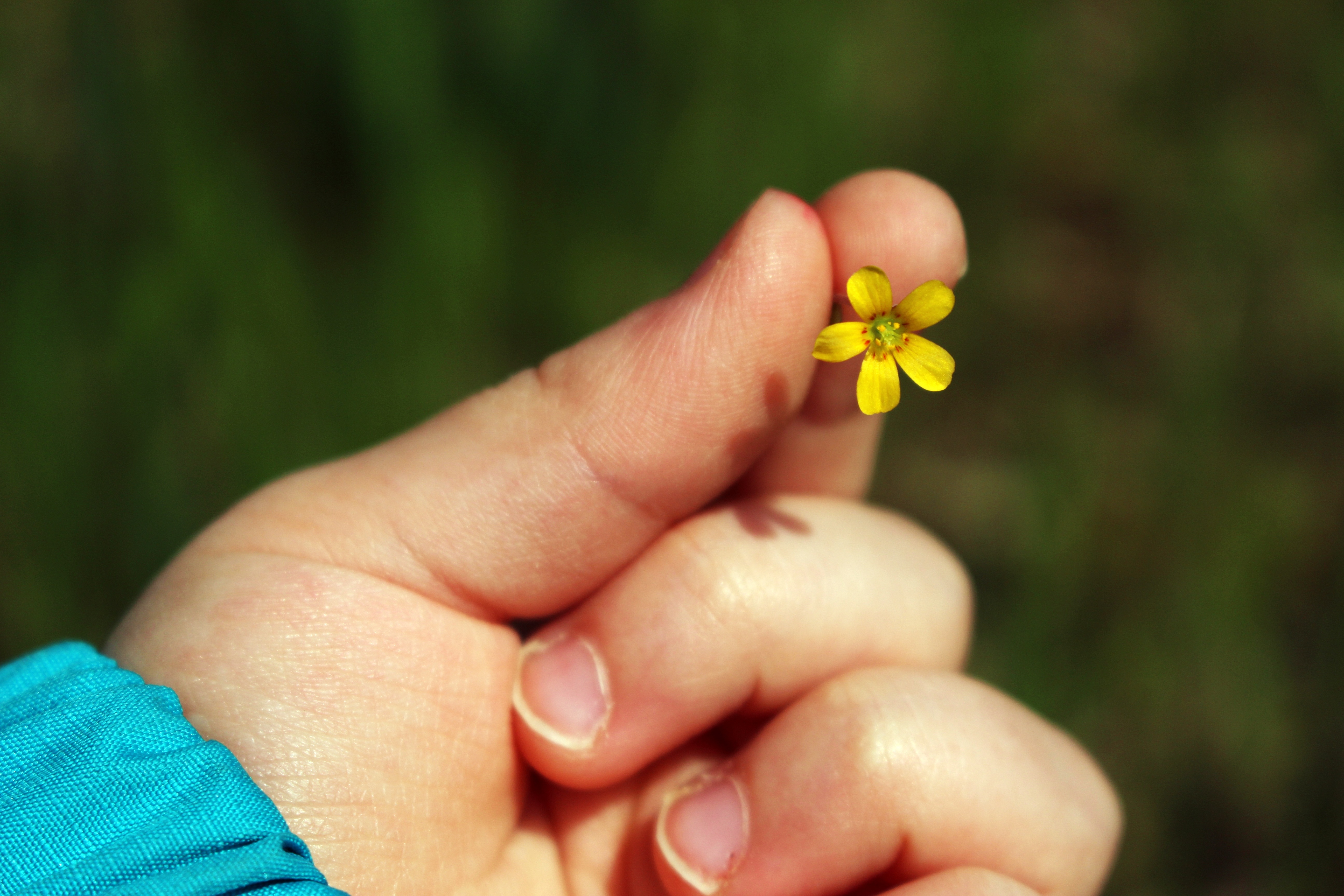 yellow 5 petal small flower