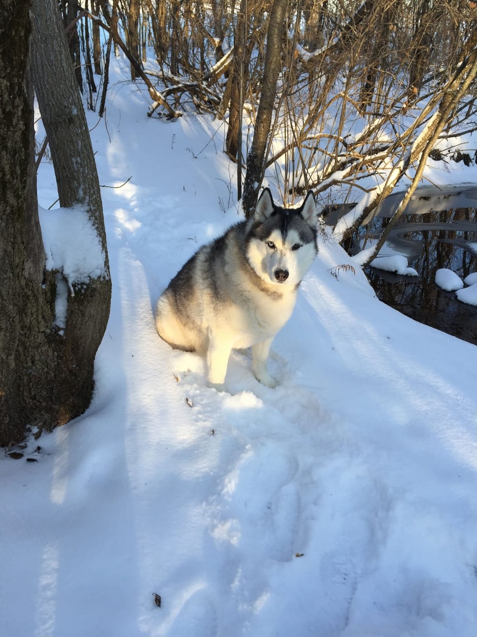 white and black Siberian Husky on snow near bare trees preview