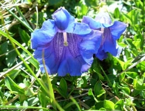 2 blue and purple petaled flowers thumbnail