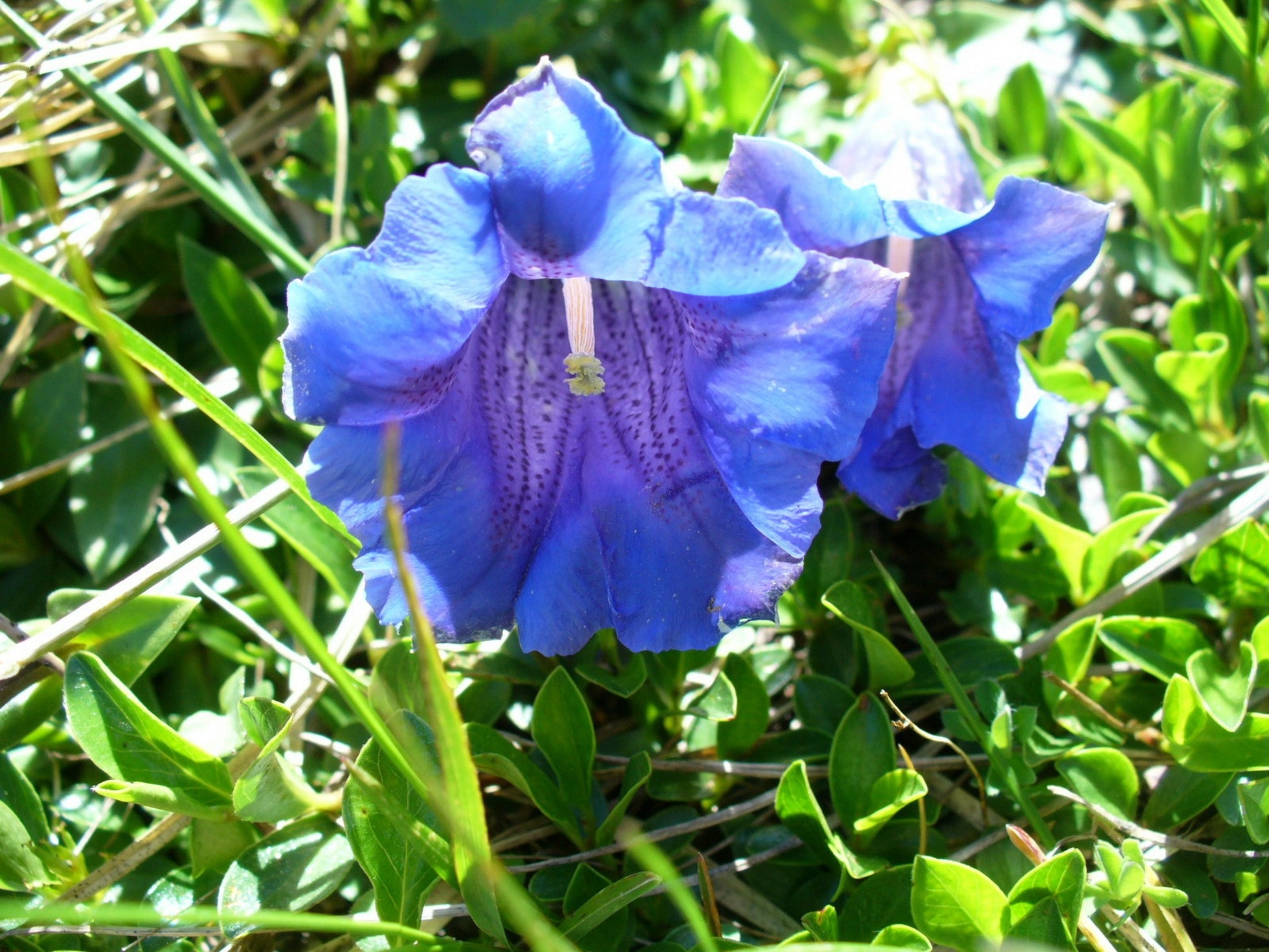 2 blue and purple petaled flowers