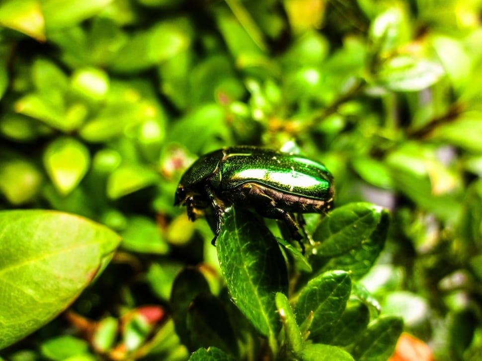 green beetle preview