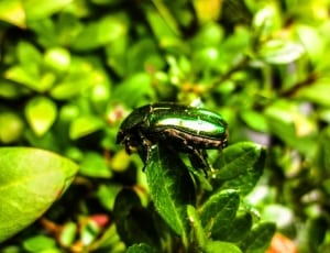 green beetle thumbnail