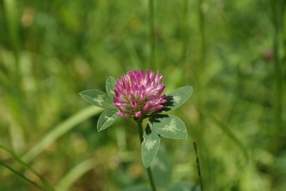 pink and white clover flower preview
