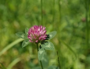 pink and white clover flower thumbnail