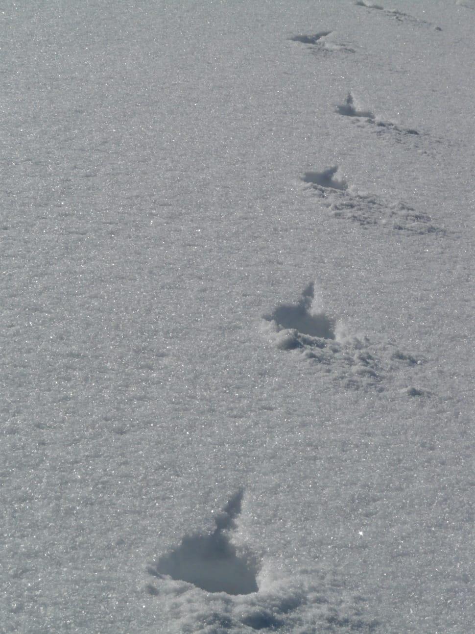 snow with foot steps preview