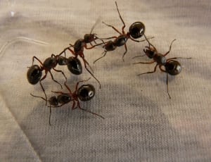 black ants thumbnail