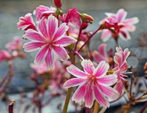 pink and white flower plant thumbnail